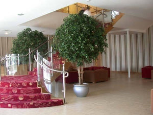 Ficus Giant