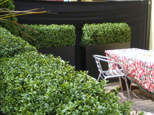 Boxwood Hedge Medium