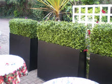 Load image into Gallery viewer, Boxwood Hedge Medium