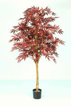 Load image into Gallery viewer, Japanese Maple