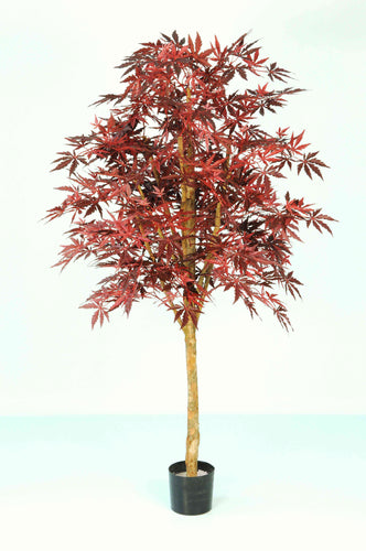 Japanese Maple