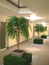 Load image into Gallery viewer, Chinese Willow