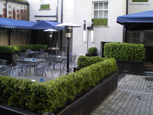 Boxwood Hedge Medium