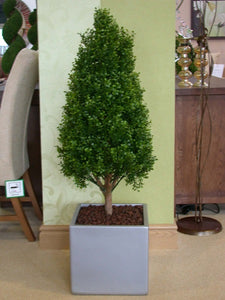 Boxwood Tower 2.5ft