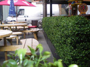 Boxwood Hedge Large