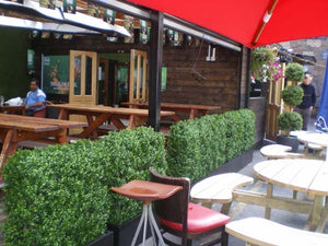 Boxwood Hedge Large