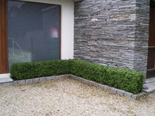 Load image into Gallery viewer, Boxwood Hedge Medium