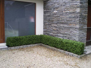 Boxwood Hedge Medium