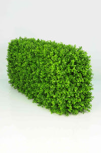 Boxwood Hedge Medium