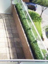 Load image into Gallery viewer, Boxwood Hedge Small