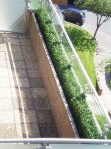 Boxwood Hedge Small