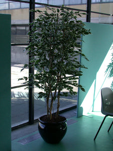 Ficus Varigated