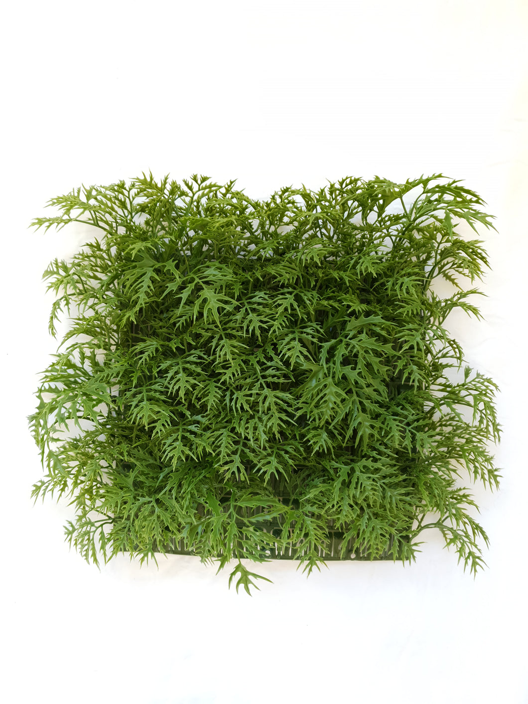 Green Ming Aralia Tile