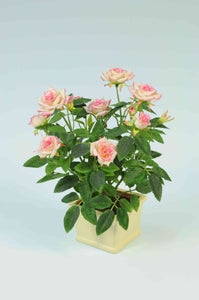 Mini Rose in Pot