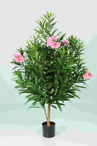 Oleander Body