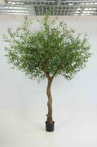 Olive Natural Tree
