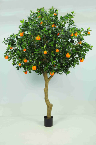 Orange Tree