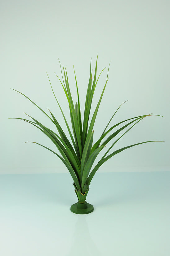 Pandanus Base Plant