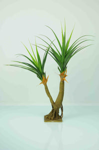 Pandanus X2 Heads