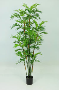 Parlour Palm