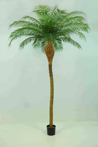 Phoenix Palm