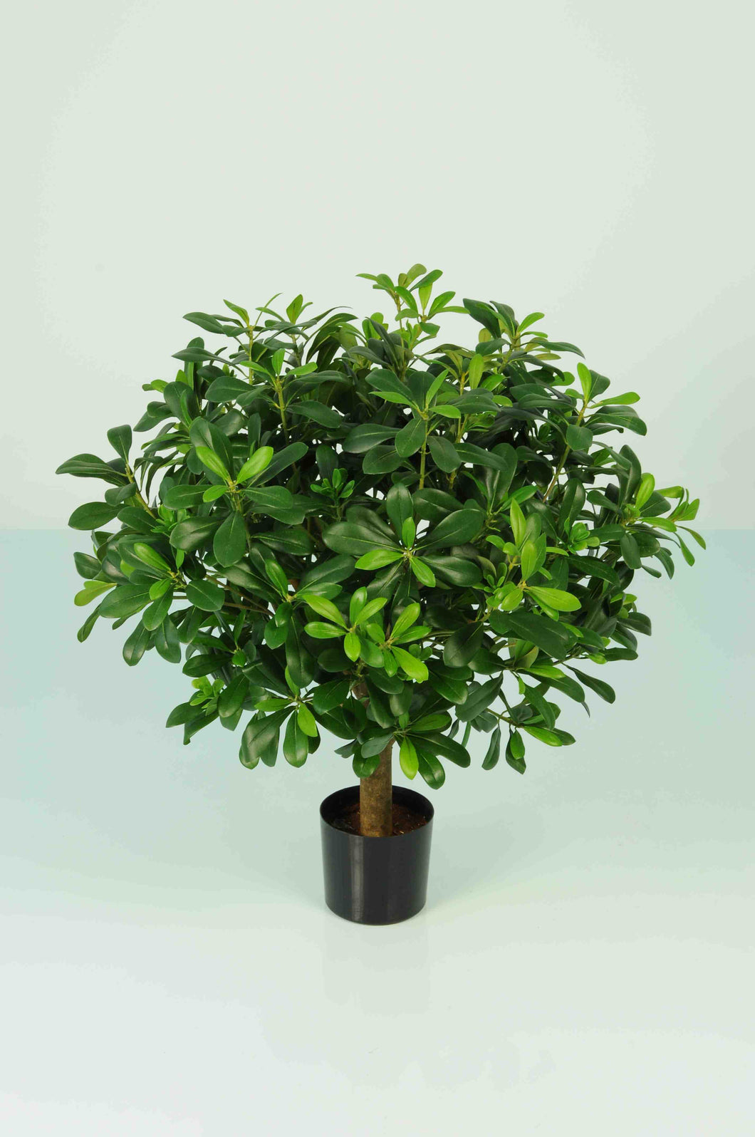 Pittisorum Potted