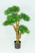 Load image into Gallery viewer, Podocarpus Tree