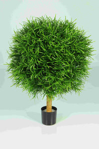 Podocarpus Ball