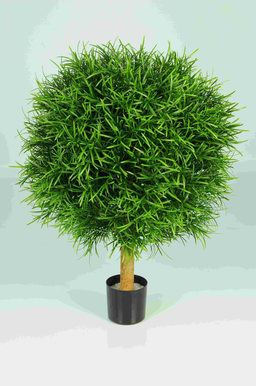 Podocarpus Ball