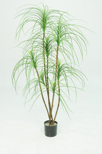 Pony Tail Palm