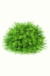 Rosmarinus Um Ball