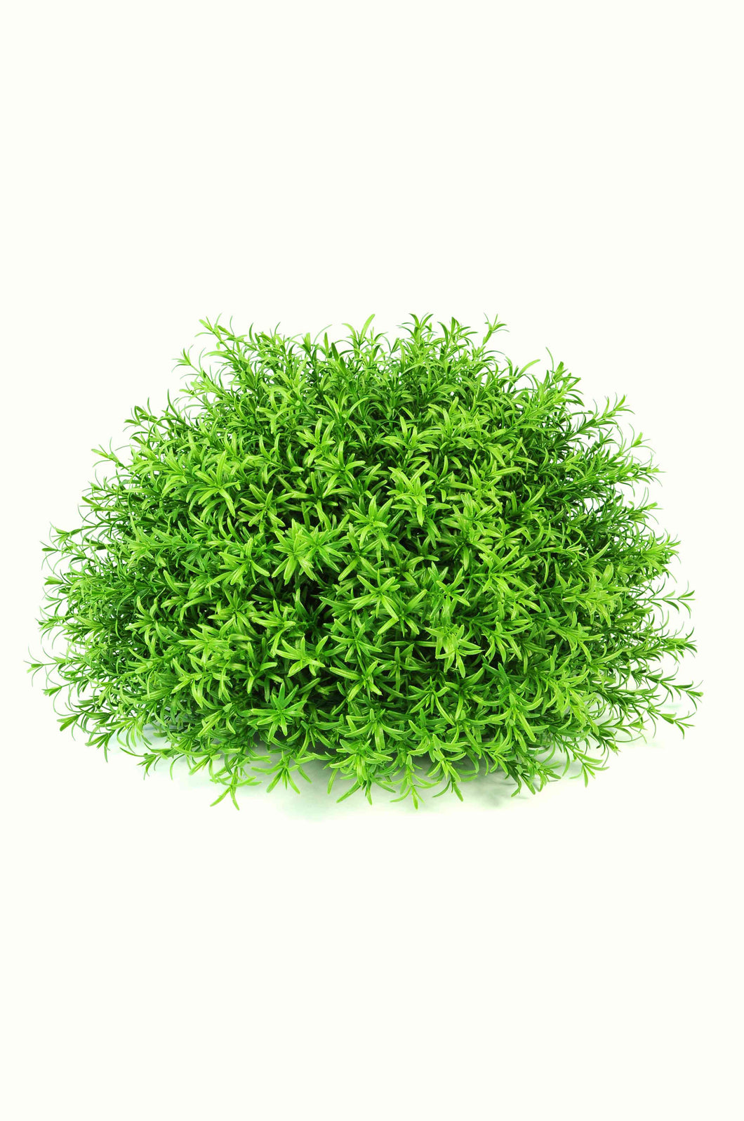 Rosmarinus Um Ball
