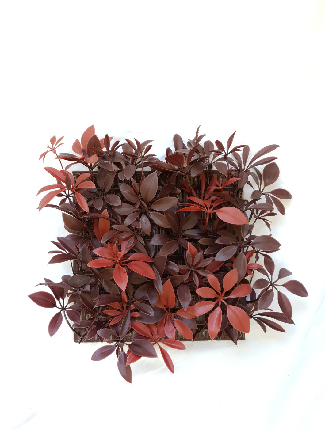 Red Schefflera Tile