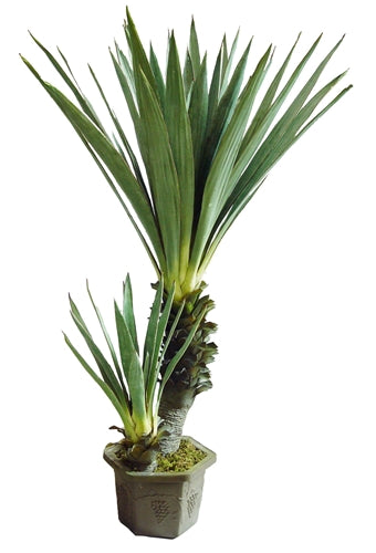 Sisal