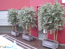 Load image into Gallery viewer, Ficus Varigated