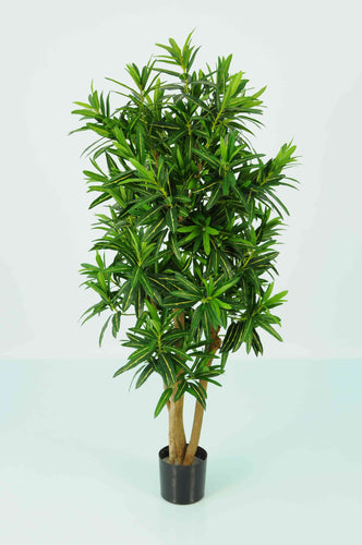 Slim Croton Multi