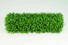 Load image into Gallery viewer, Boxwood Hedge Small