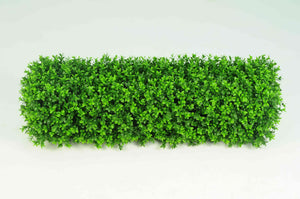 Boxwood Hedge Small