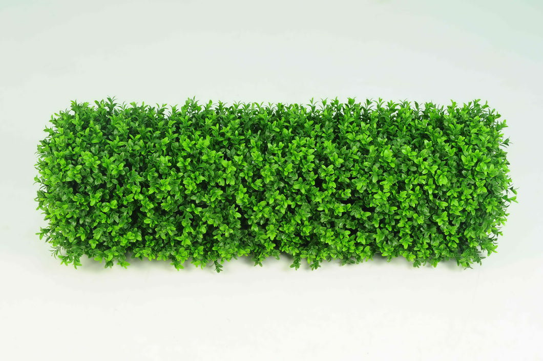 Boxwood Hedge Small