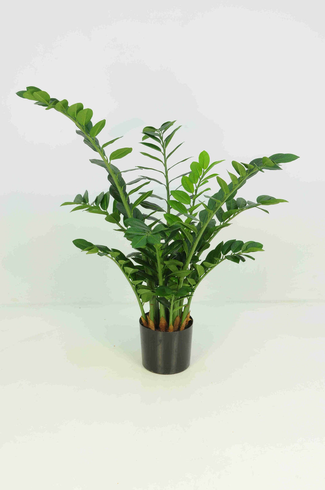 Smaragd Potted Plant