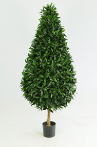 Sweet Bay Tree