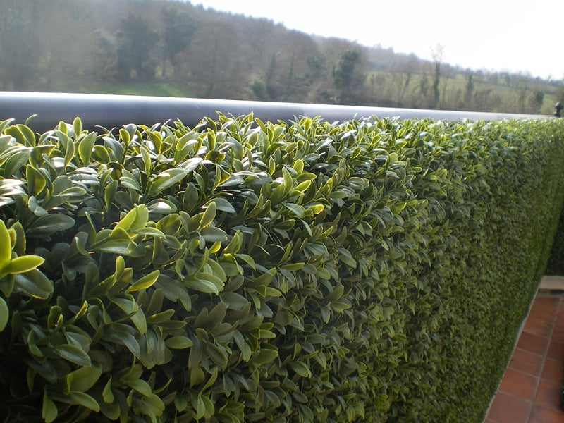 Boxwood Tile – Trees Company