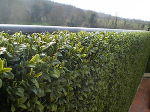Boxwood Tile