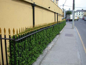 Boxwood Hedge Large