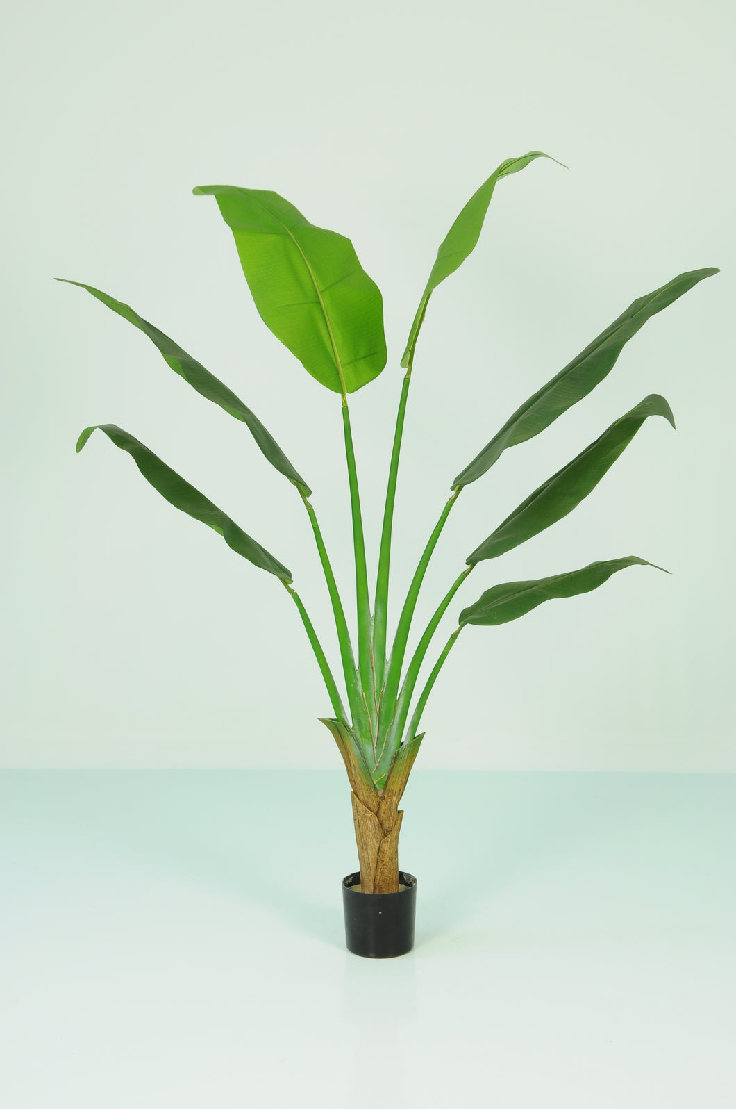 Traveller Palm