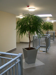 Chinese Willow