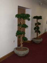 Load image into Gallery viewer, Bonsai Wood Tree