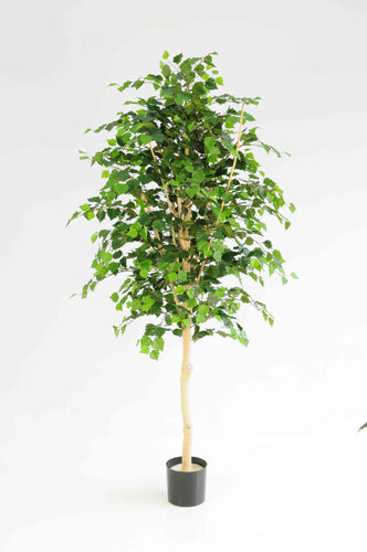 White Birch Tree