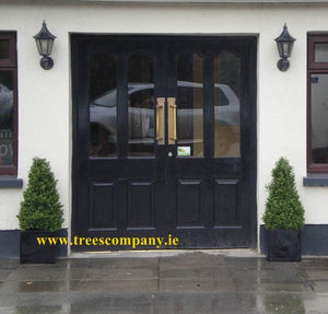 Boxwood Tower 2.5ft