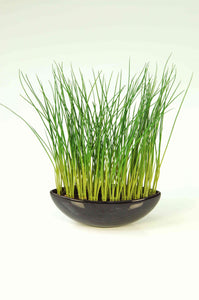Young Grass in Pot